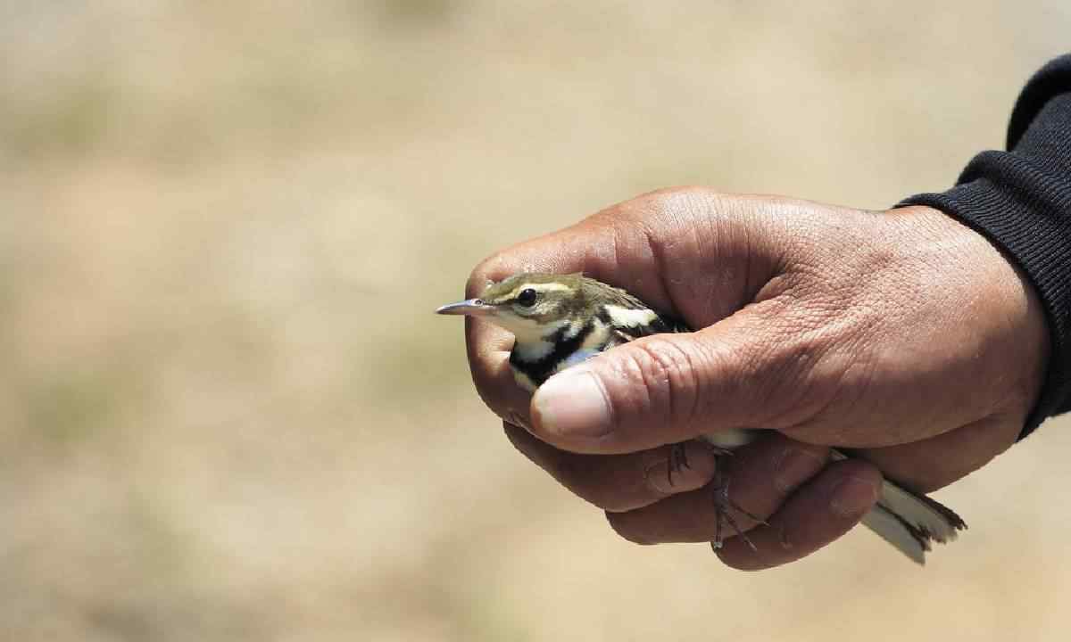 Mimpi Menangkap Burung