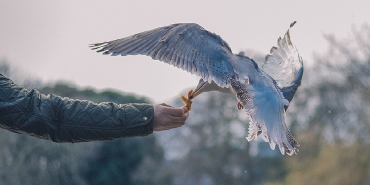 Mimpi Menangkap Burung